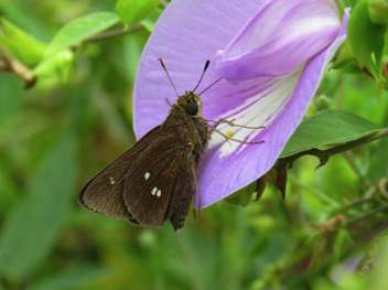 Twin-spot Skipper